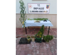 Erfelek’te Uyuşturucu Operasyonu