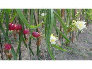 Pitahayanın Tanesi Bahçede 17, Markette 40 Lira