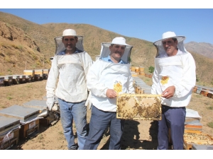 Bingöl’de En Tatlı Hasat