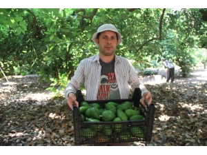 Alanya’da Hasadı Başlanan Avokadoda Hedef 50 Milyon Adet