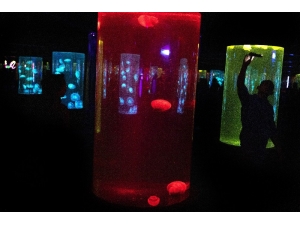 Güney Afrika’da Pembe Denizanası Görüldü