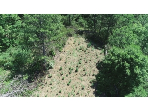 Samsun’da 11 Kilo Kubar Esrar Ve 405 Kök Dişi Hint Keneviri Ele Geçirildi