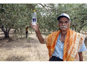 Foça’da 44 Bin Zeytin Ağacı Korunacak