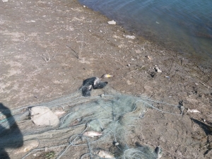 Kaçak Avlanma Yüzünden Balıklar Ve Balıkçıl Kuşları Telef Oldu