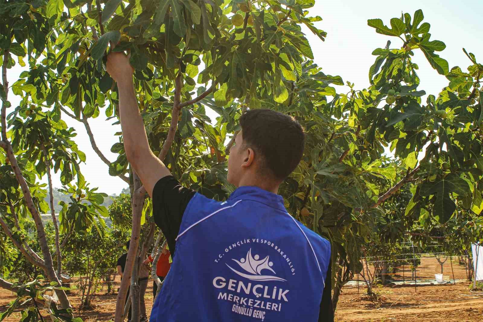 germencik-te-gonullu-gencler-incir-hasadina-katildi