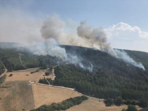 İzmir’de Ağaçlandırma Sahasında Yangın