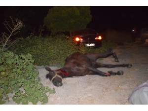 Malatya’da Yola Fırlayan Yarış Tayları Telef Oldu