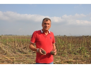 Üretici Tmo’nun Ayçiçeği De Almasını İstiyor