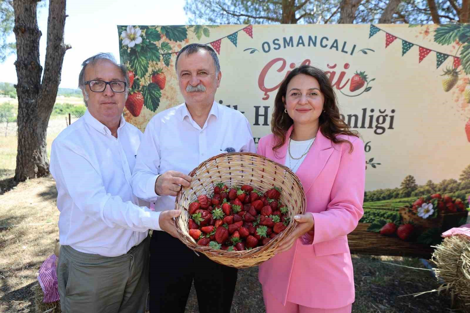 osmancali-cilegi-nin-ilk-hasadi-senlikle-yapildi