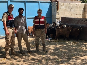 Kaybolan Koyunları Jandarma Buldu