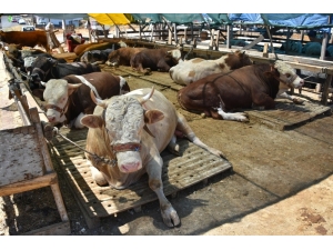 E-ticarette ‘Bayram’ Bereketi