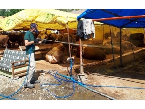 Kocaeli’de Kurban Satış Yerleri İlaçlanıyor