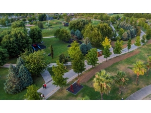 Büyükşehir 15 Yılda 100 Bin Çınar Ağacı Dikti