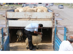 Kars’ta, Genç Çiftçi Hayvan Dağıtımları Devam Ediyor