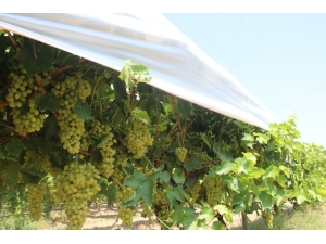 Thompson Üzümünün Buldan’da Deneme Üretimine Başlandı