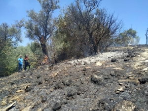 Milas’ta Zeytinlik Yangını