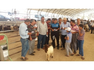 Kurbanlık Satanlara Sahte Para Uyarısı