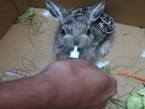 Isparta Dkmp’nin Tedavi Ettiği 5 Yaban Hayvanı Doğaya Salındı