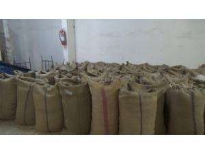 Yılın İlk Fındığı Tüccara İndi