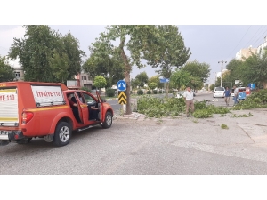 Şiddetli Rüzgar Ağaçları Devirip Geçti