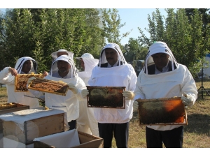 Çorum’da “Bal Hasadı” Başladı