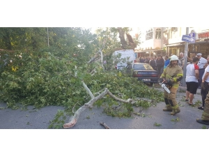 Tire’de Asırlık Çınar Zamana Direnemedi