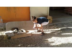 Sevimli Köpek Onuz Doğurdu