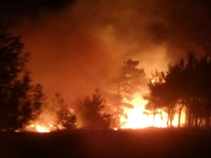 Gölbaşı’nda Ormanlık Alan Yandı