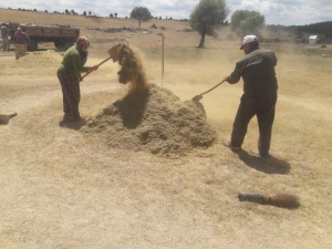 Alternatif Ürün Mercimek Hasadı Başladı