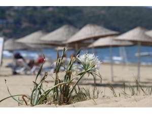 Pamucak Sahilleri Beyaza Büründü