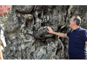 Kuşadası’nın Anıtsal Ağaçları İçin Tescil Çalışmaları Başlatıldı