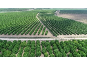 Poyrazın Vurduğu Limonda İhracat Endişesi