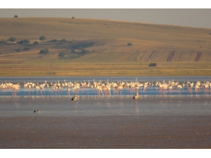 Su Seviyesinin Azaldığı Seyfe Gölünde Kuş Hareketliliği
