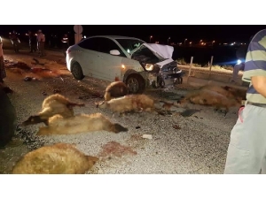 Otomobil Koyun Sürüsüne Daldı, 15 Koyun Telef Oldu
