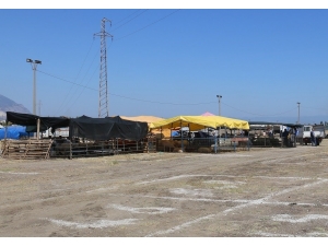 Turgutlu Hayvan Pazarında Kotralar Satışta