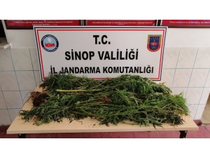 Sinop’ta Uyuşturucu Operasyonu