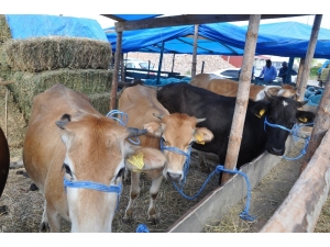 Gerze’de Kurbanlık Satışı Hareketlendi