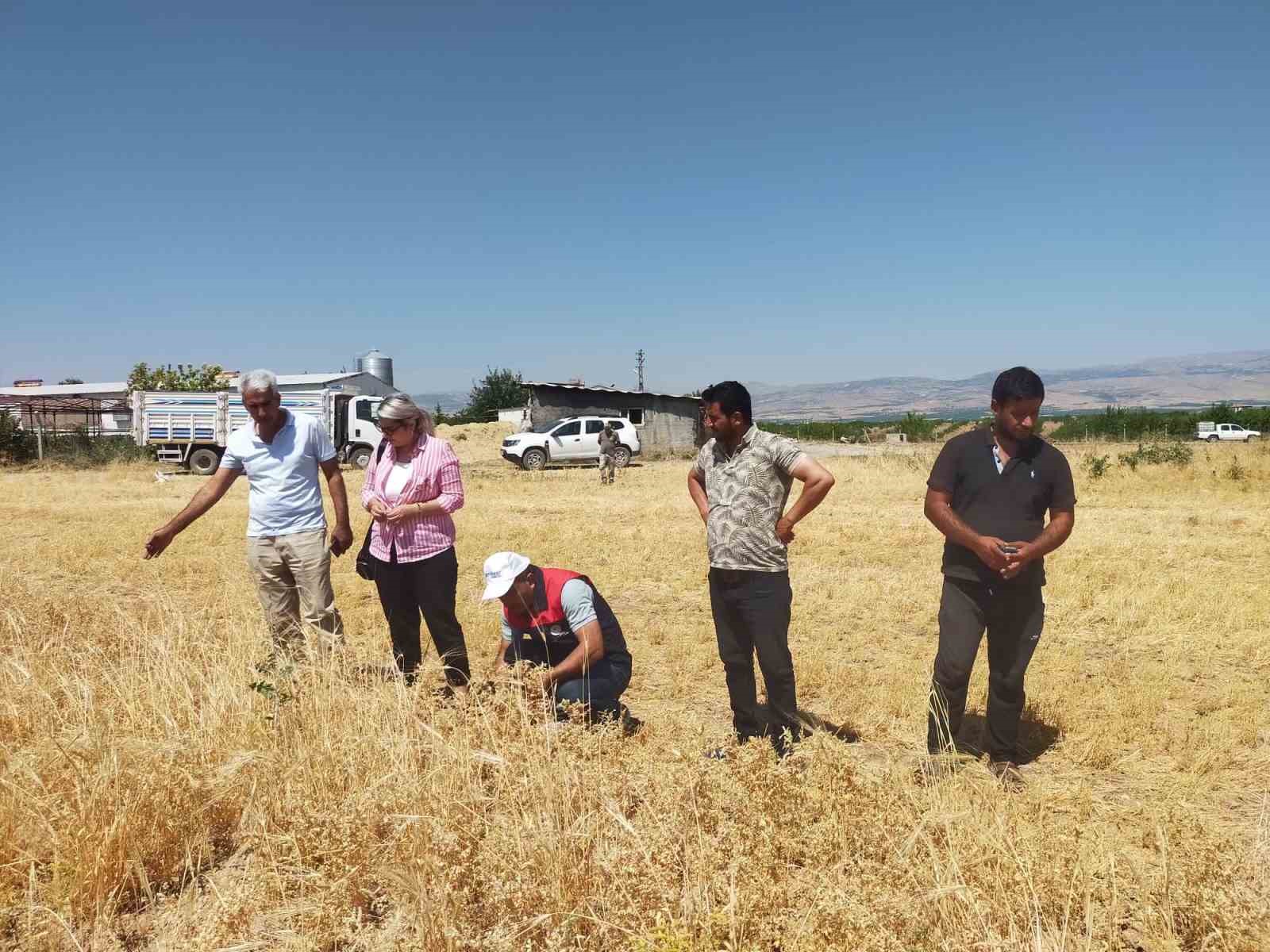 malatya-da-500-ton-nohut-rekoltesi-bekleniyor