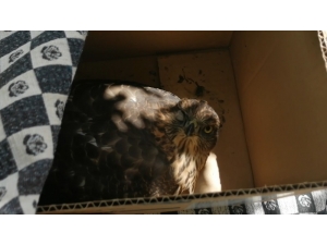 Kahvaltı Yaparken Fark Ettiler, Birden Cama Çarptı, Balkona Gittiklerinde Yaralı Halde Buldular