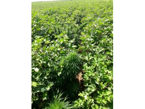 Pamuk Tarlasında 500 Kök Kenevir Bitkisi Ele Geçirildi