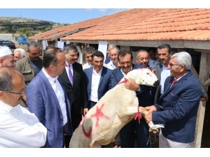 Çorum Damızlık Koç Teke Üretim İstasyonu Açıldı