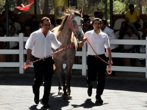 Safkan Arap Taylarından 3 Milyon 675 Bin Lira Gelir Elde Edildi