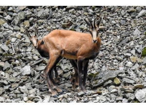 Çengel Boynuzlu Dağ Keçileri Gümüşhane’yi Mesken Tuttu