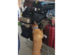 Gümrükten Uyuşturucu Geçirmek İsteyen Şahıs Yakalandı