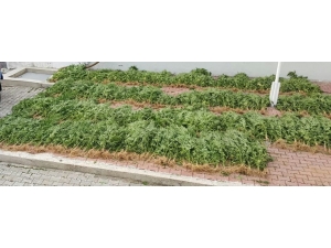 Samsun’da 575 Kök Hint Keneviri Ele Geçirildi