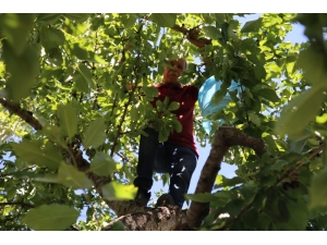 Artova’da Tarımsal Atak