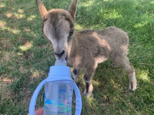 Yavru Dağ Keçisi, Vali Konağında Koruma Altına Alındı