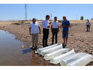 250 Bin Pullu Sazan Yavrusu Kalecik Barajı’na Bırakıldı