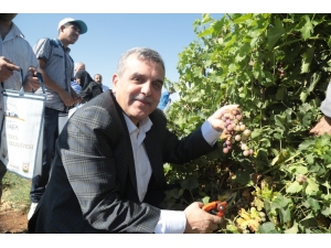 Beyazgül, Belediyenin Meyve Fidanlığında Üzüm Topladı