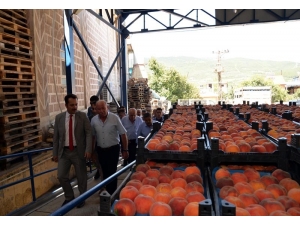 Vali Şentürk Şeftali Hasadı Yaptı